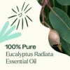 Eucalyptus Radiata Essential Oil 10 mL