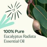Eucalyptus Radiata Essential Oil 10 mL