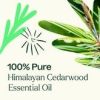 Cedarwood Himalayan Essential Oil 10 mL