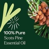Pine Scots Essential Oil 10 mL